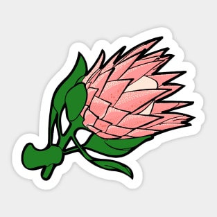 Beautiful Pink Australian Native Floral Illustration - King Protea Sticker